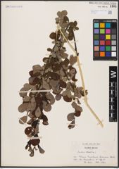 Foto von Salix aurita L.